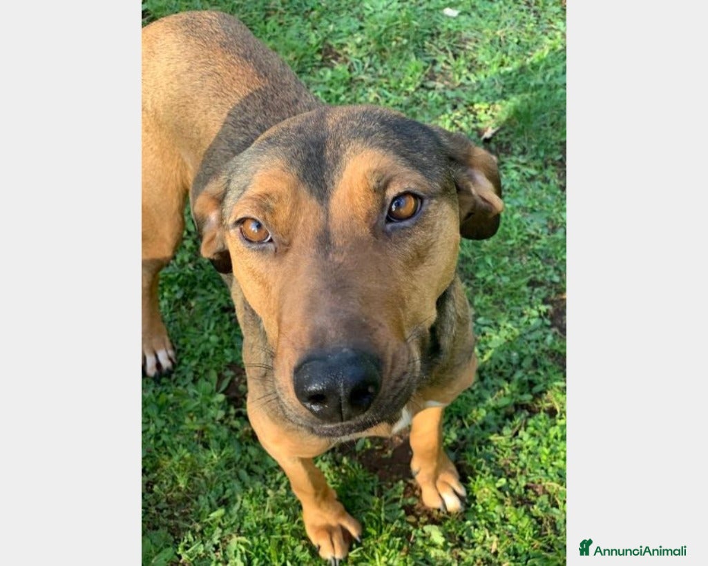 Segugio cani 1 MIRACOLO X ROSY 3ANNI CON LEISHMANIA! ROMA a Milano - Annuncio 2