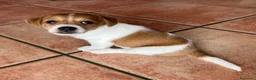 Jack Russell cani in vendita: 7 stupendi cuccioli di Jack Russell a Provincia della Spezia - Annuncio 6