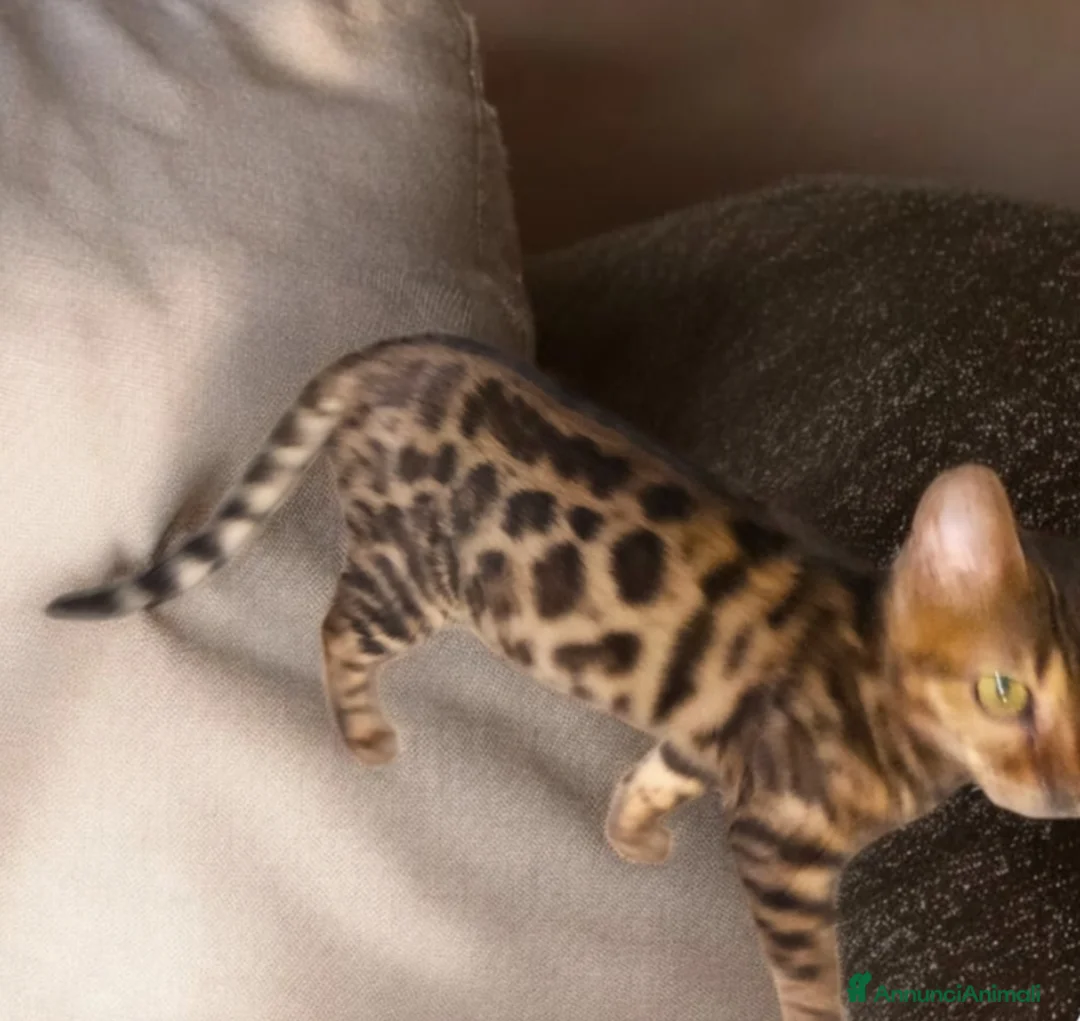 Bengala gatti in vendita: Gattini del Bengala  - Annuncio 8