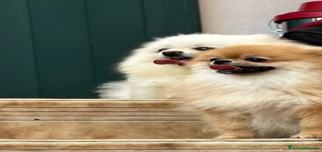 Immagine della galleria {{count}}