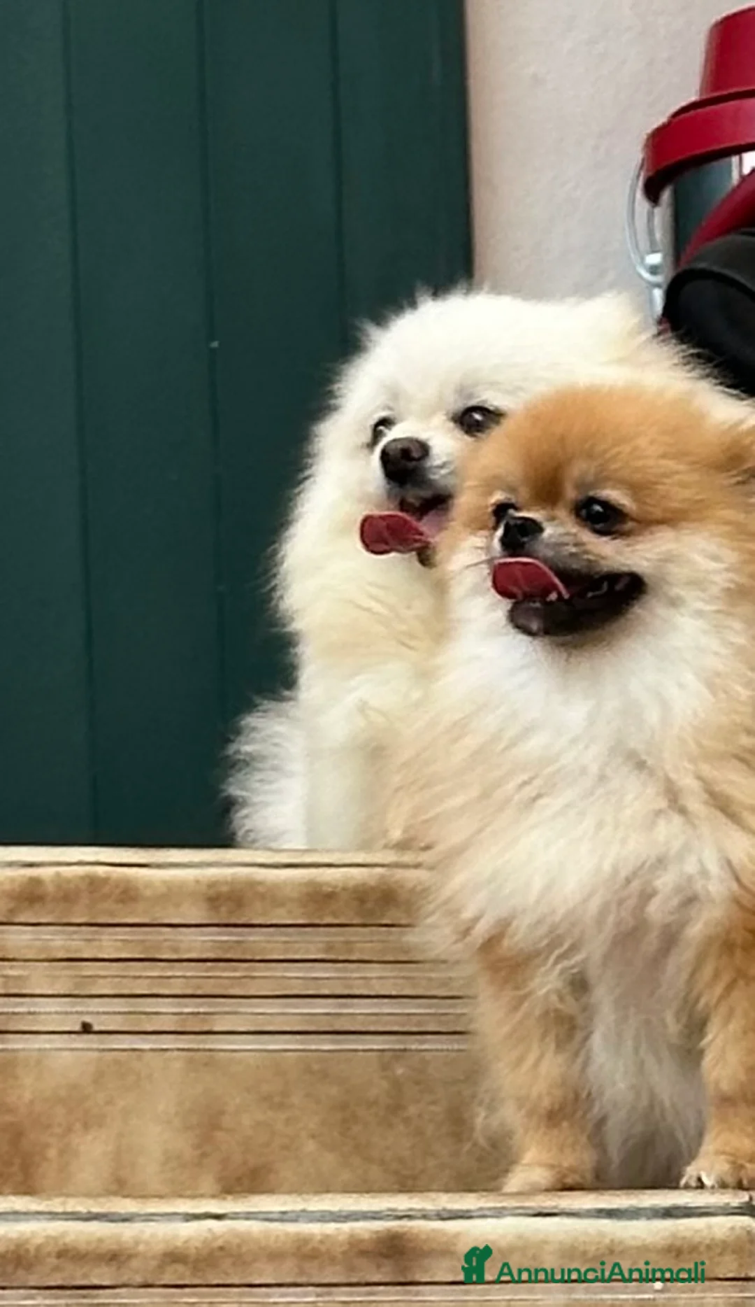 Immagine della galleria {{count}}