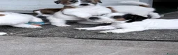 Jack Russell cani in vendita: Maschio tricolore pelo ruvido - Annuncio 13