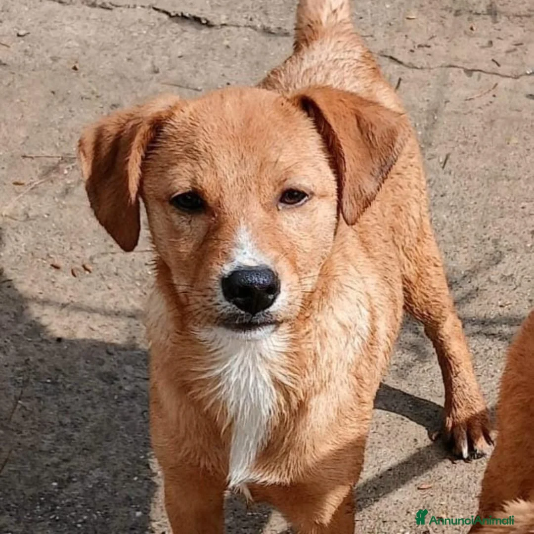 Meticcio cani in regalo: BACK 💙 - cucciolo futura taglia media contenuta - Annuncio 6