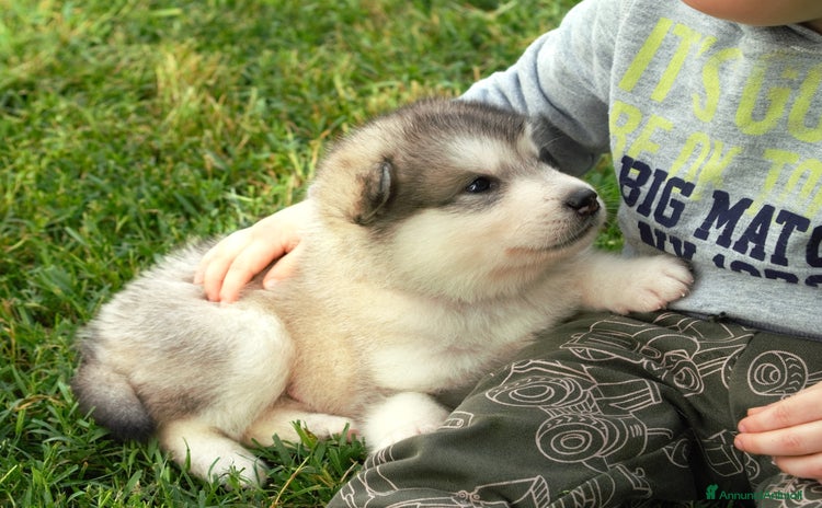 Alaskan Malamute cani a Provincia di Padova - Annuncio 4