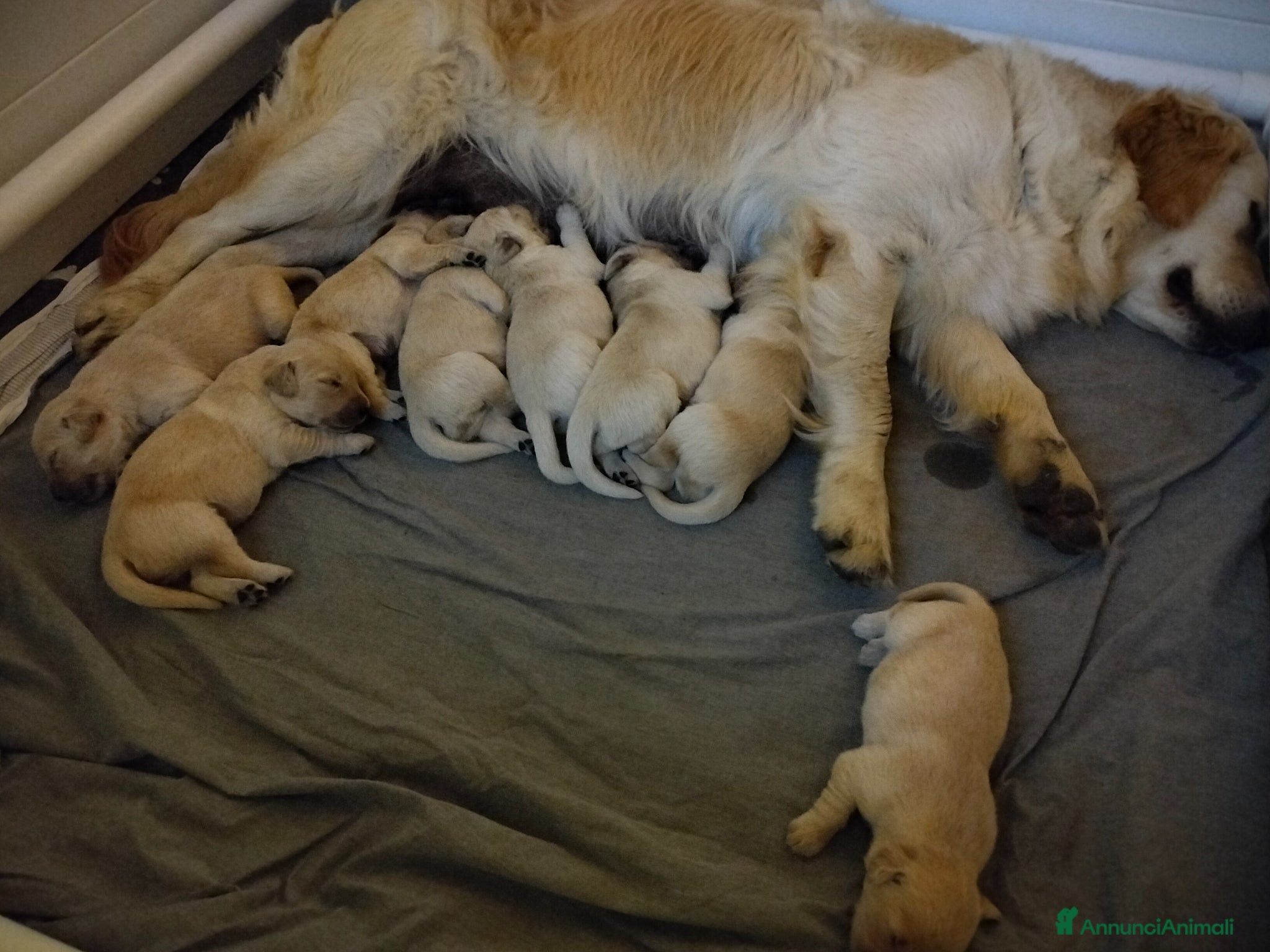 Golden Retriever cani in vendita: Cuccioli Golden retriever  - Annuncio 1