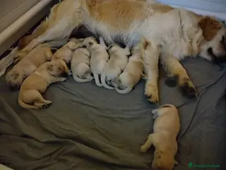 Golden Retriever cani Cuccioli Golden retriever - Annuncio 1