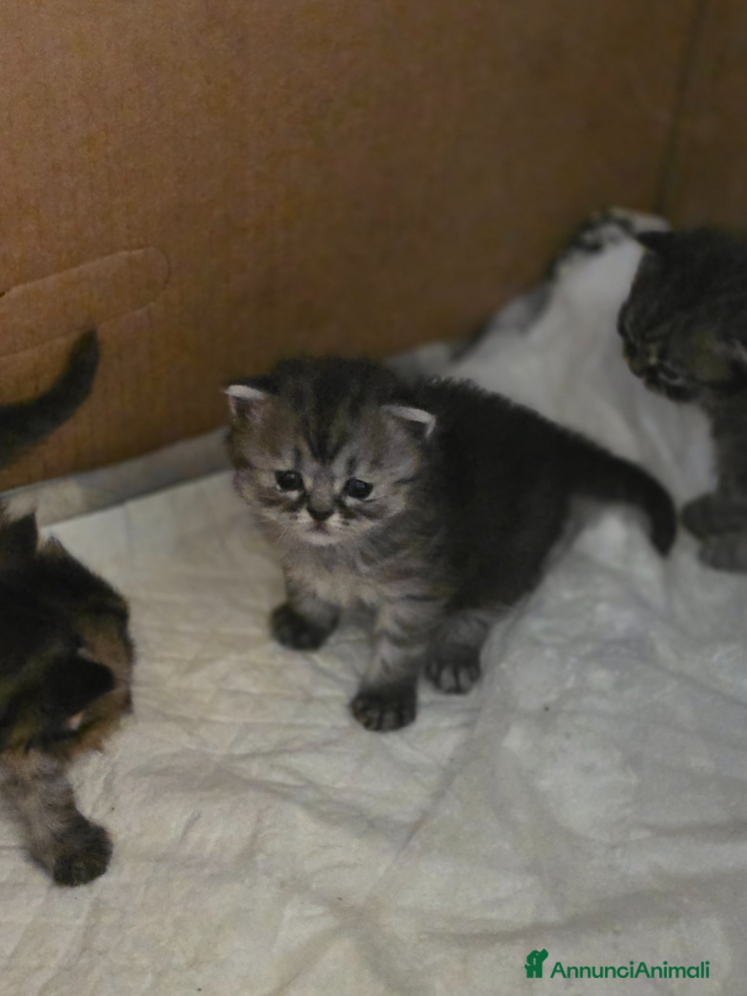 Altre razze gatti Gattini - Annuncio 1