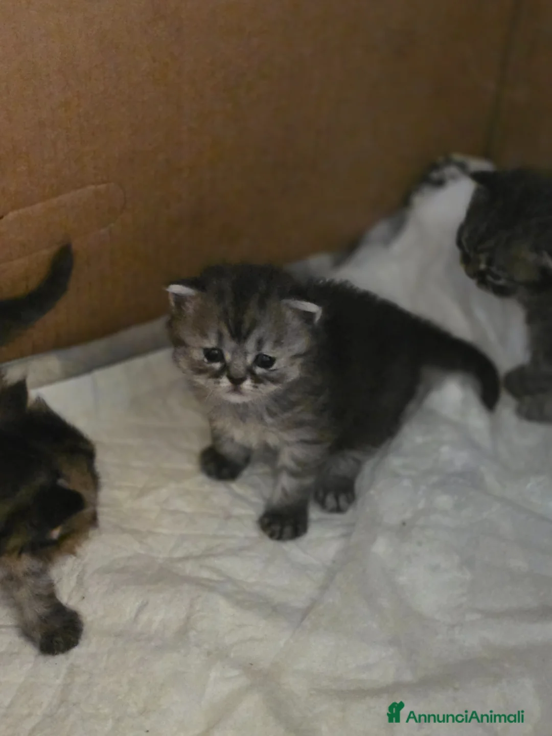 Altre razze gatti in vendita: Gattini a Provincia di Ascoli Piceno - Annuncio 2