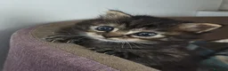 Europeo gatti in regalo: Regalo gattina a pelo lungo morbidissimo a Provincia di Brescia - Annuncio 1