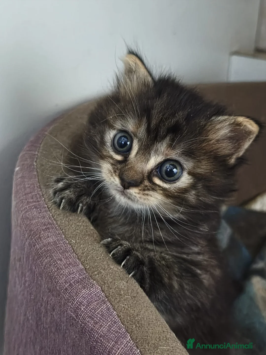 Europeo gatti in regalo: Regalo gattina a pelo lungo morbidissimo a Provincia di Brescia - Annuncio 1