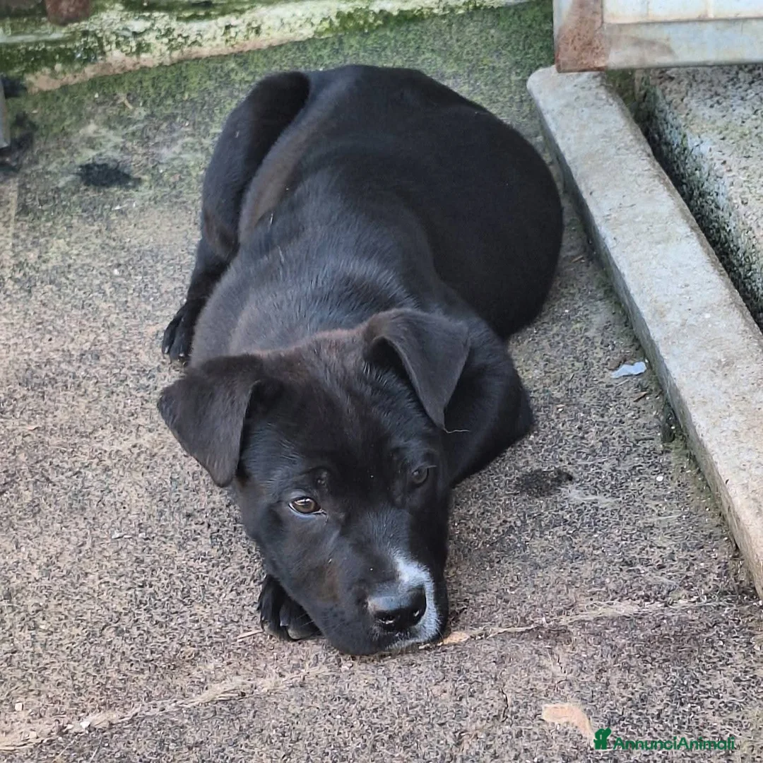 Meticcio cani in regalo: Artù cerca casa - Annuncio 2