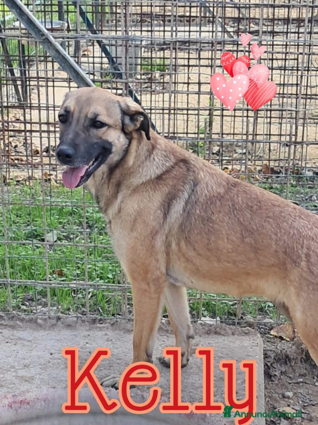 Meticcio cani KELLY aspetta te - Annuncio 34