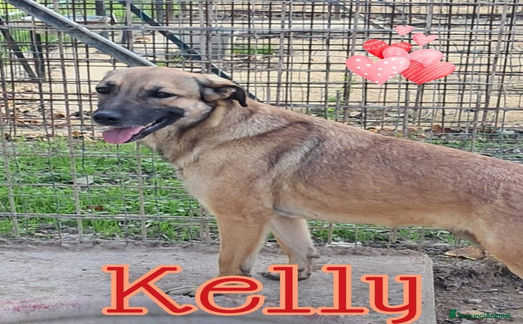 Meticcio cani - Annuncio 6