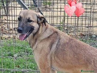 Meticcio cani KELLY aspetta te - Annuncio 33