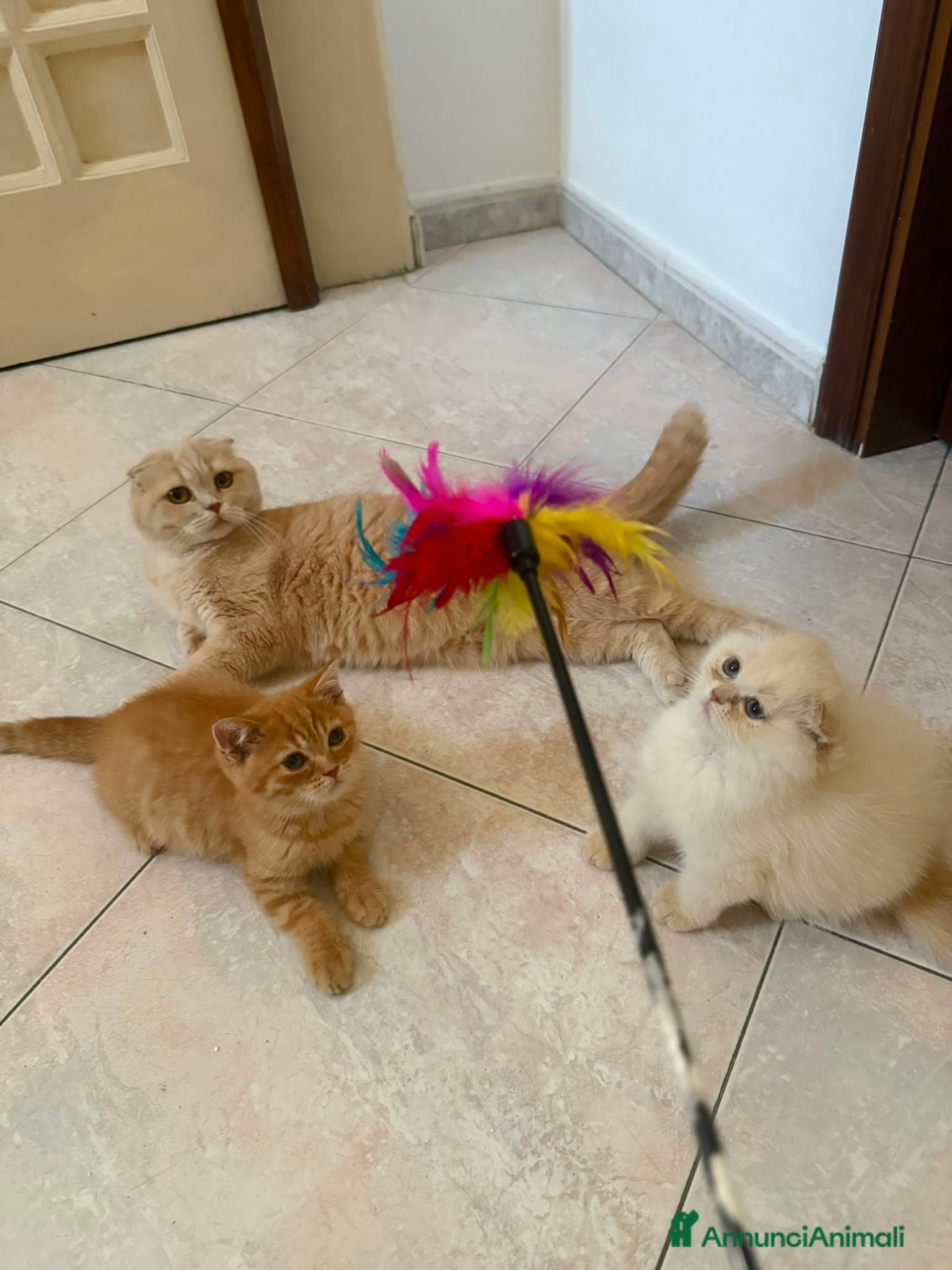 Scottish gatti Scottish con Pedigree - Annuncio 11