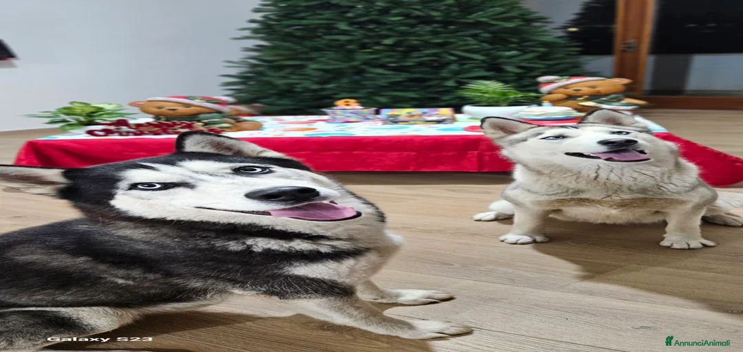 Immagine della galleria {{count}}