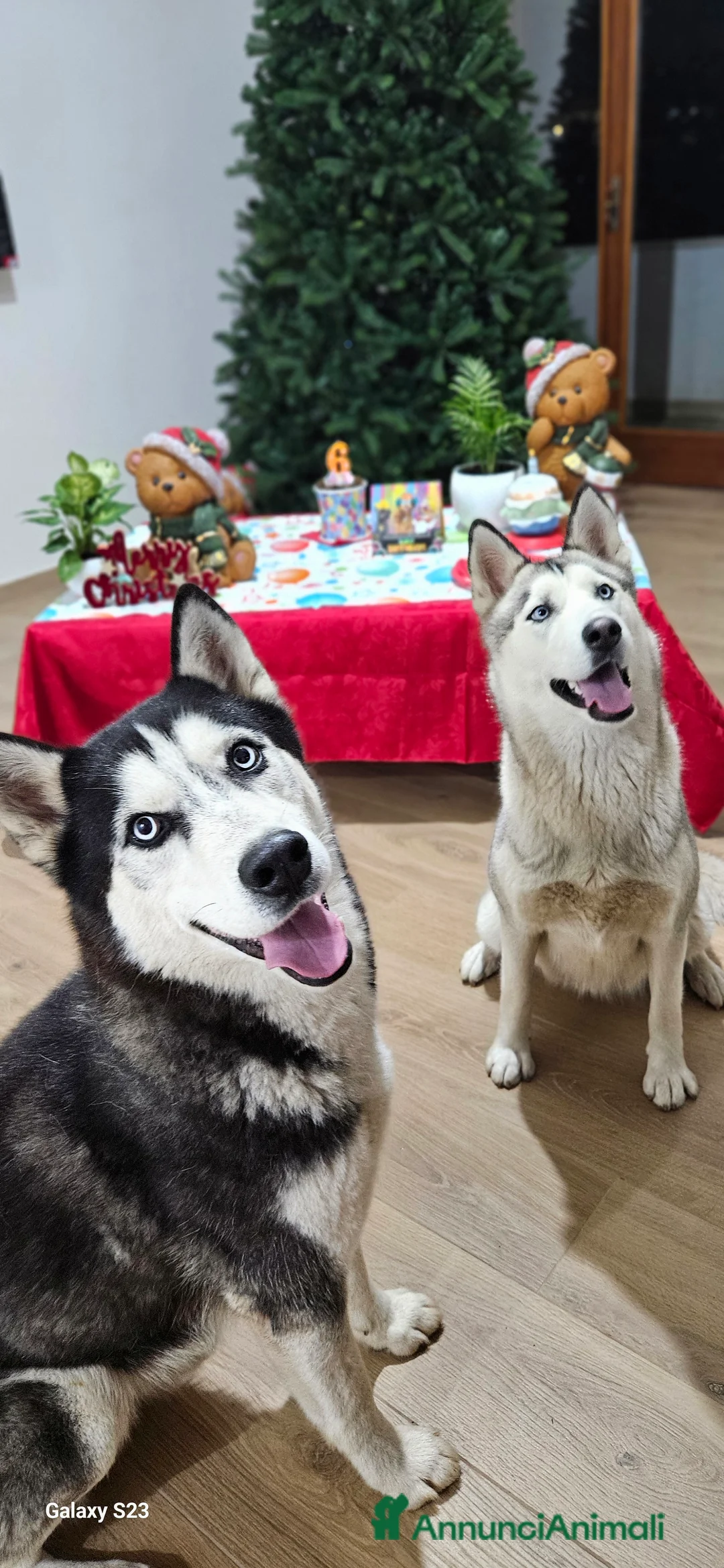 Immagine della galleria {{count}}