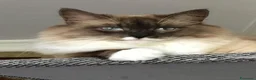 Siberiano gatti in vendita: Gatti cuccioli Siberiani a Provincia di Forlì-Cesena - Annuncio 1