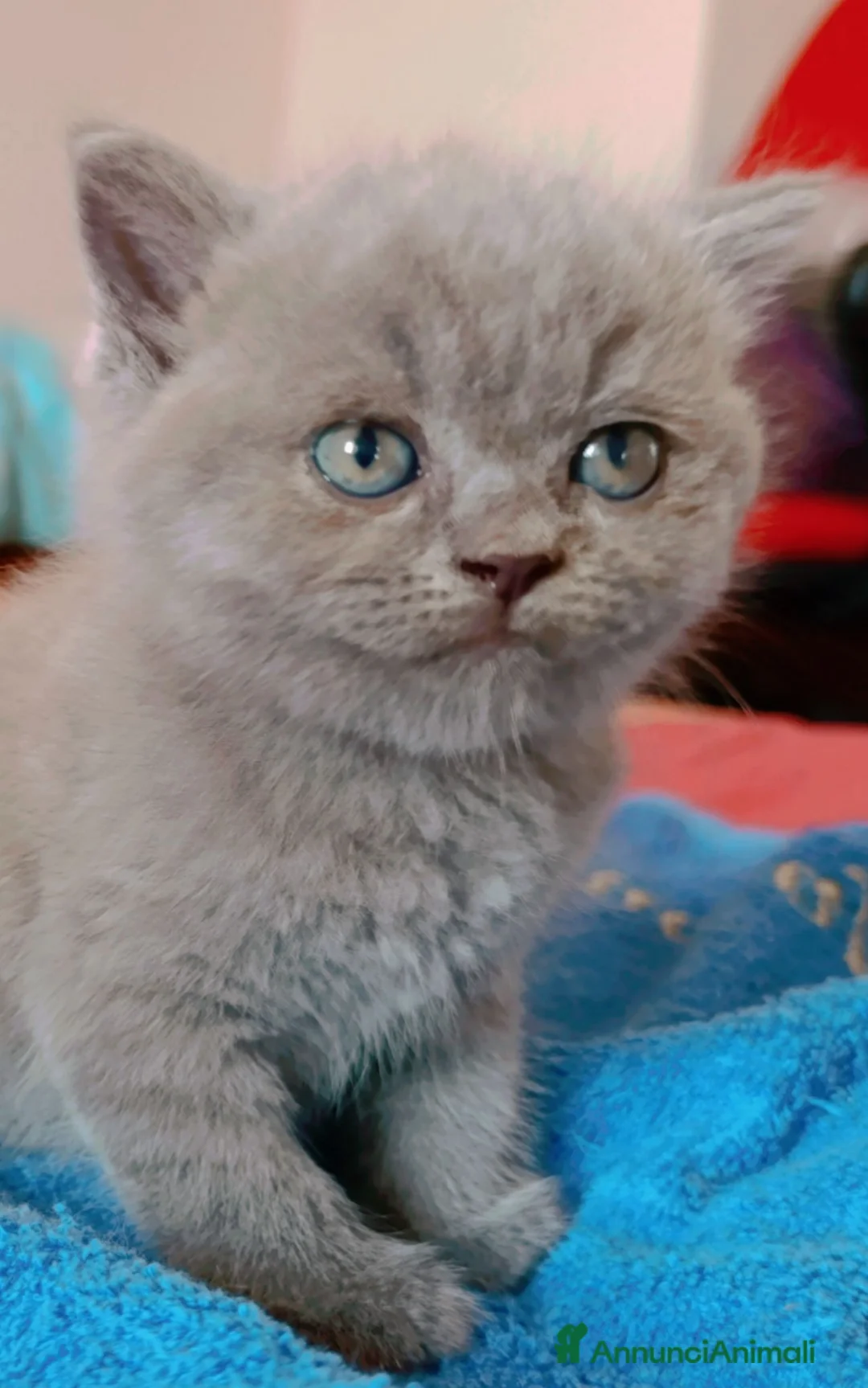 British gatti in vendita: British shorthair blu  - Annuncio 2