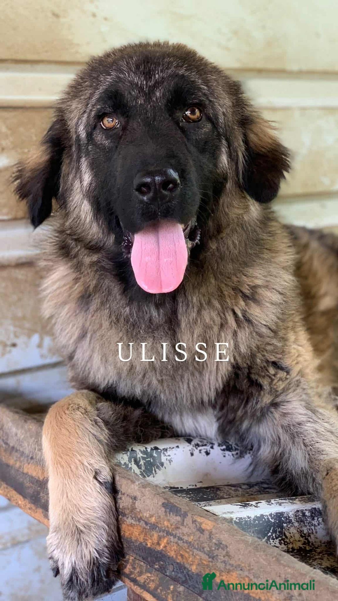 Pastore di Ciarplanina cani in regalo: OLIMPIA, ATHENA e ULISSE: magnifici CIARPLANINA! - Annuncio 2