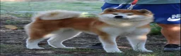 Akita Inu cani in vendita: Cucciolo Akita inu (Top Selection) a Città metropolitana di Roma Capitale - Annuncio 31