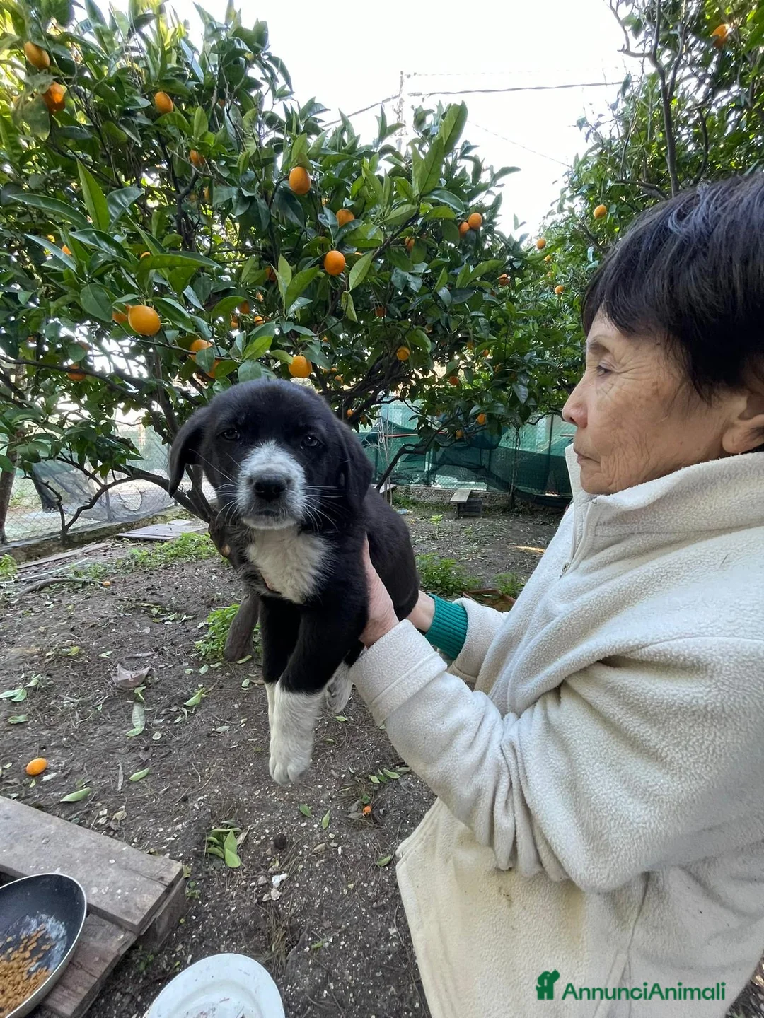 Meticcio cani in regalo: Thor cucciolo bianco e nero  - Annuncio 2