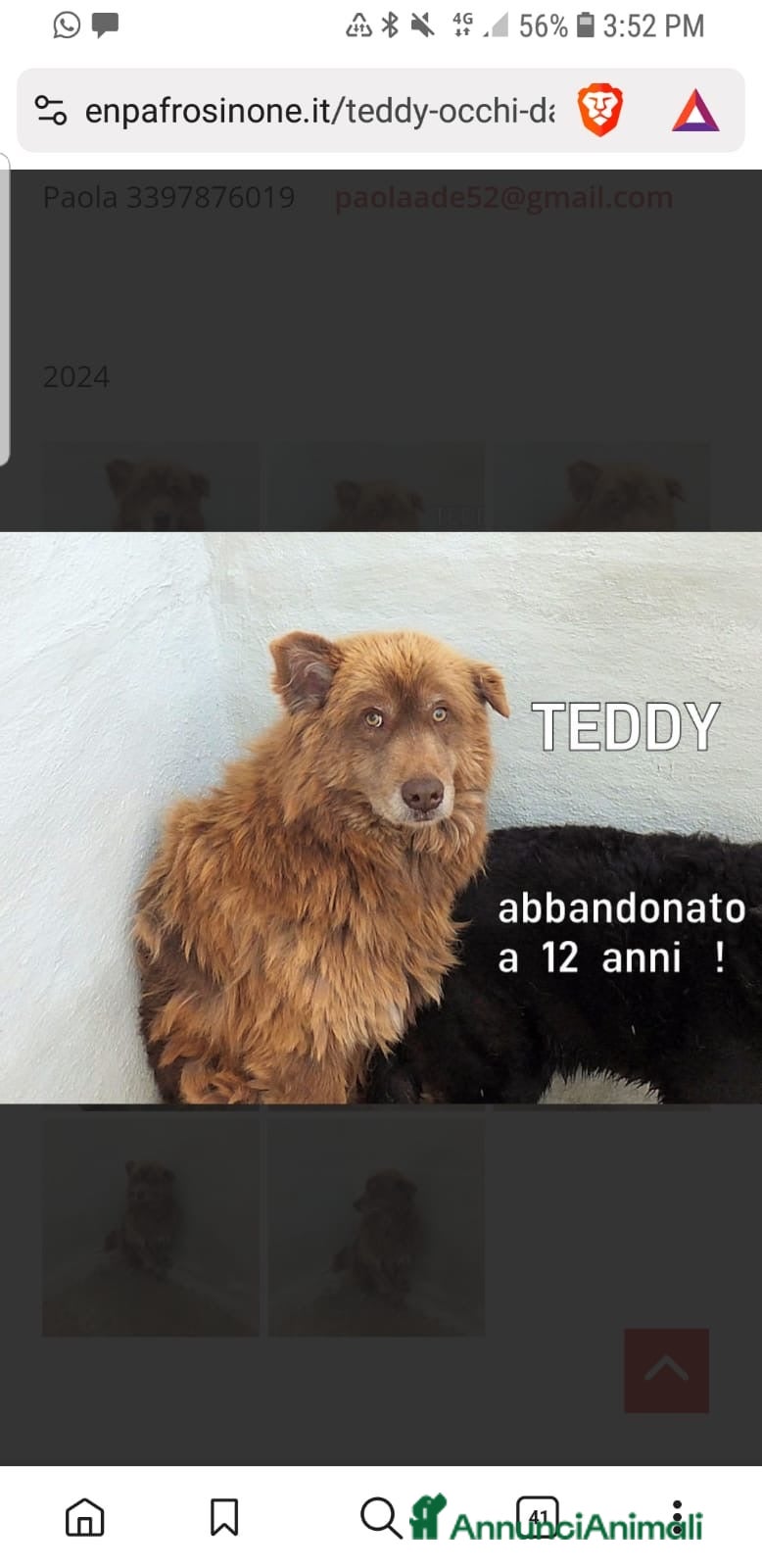 Meticcio cani ADOZ.DEL💔:un orsetto,12anni x strada, timido dolc - Annuncio 21