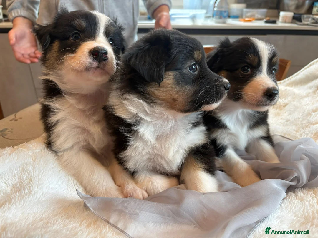 Australian Shepherd cani in vendita: Vendita cuccioli australian  shepherd  - Annuncio 11