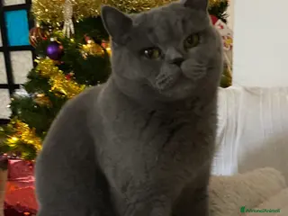 Scottish gatti 💙 Ultima femmina Scottish Straight Blue 💙 - Annuncio 1