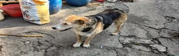 Meticcio cani in vendita: cuccioli di cane meticcio - Annuncio 1