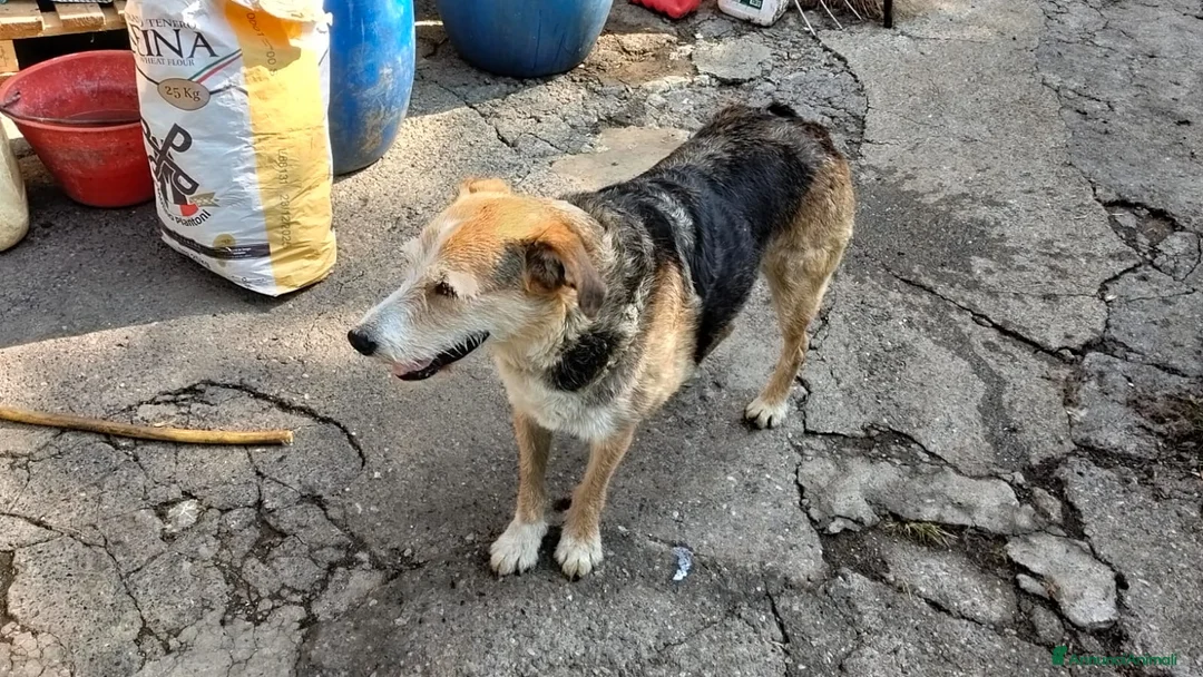 Meticcio cani in vendita: cuccioli di cane meticcio - Annuncio 1