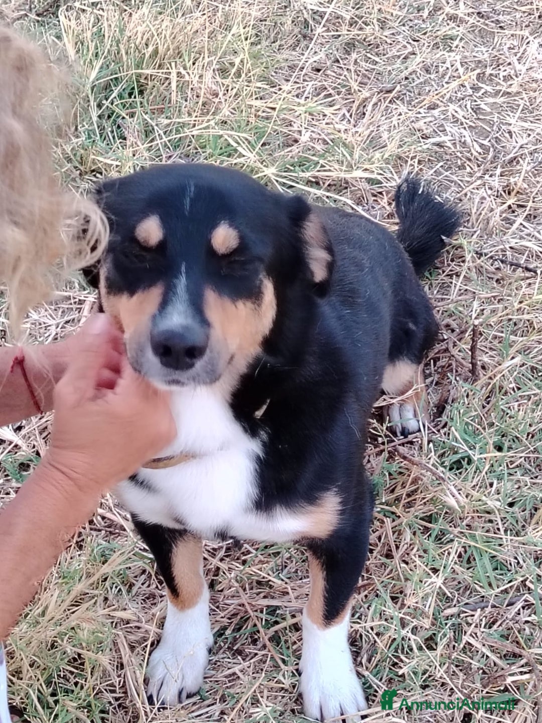 Meticcio cani in regalo: OSCAR 💙 -taglia piccola, buonissimo! Chiama!!🙏🏻 - Annuncio 9