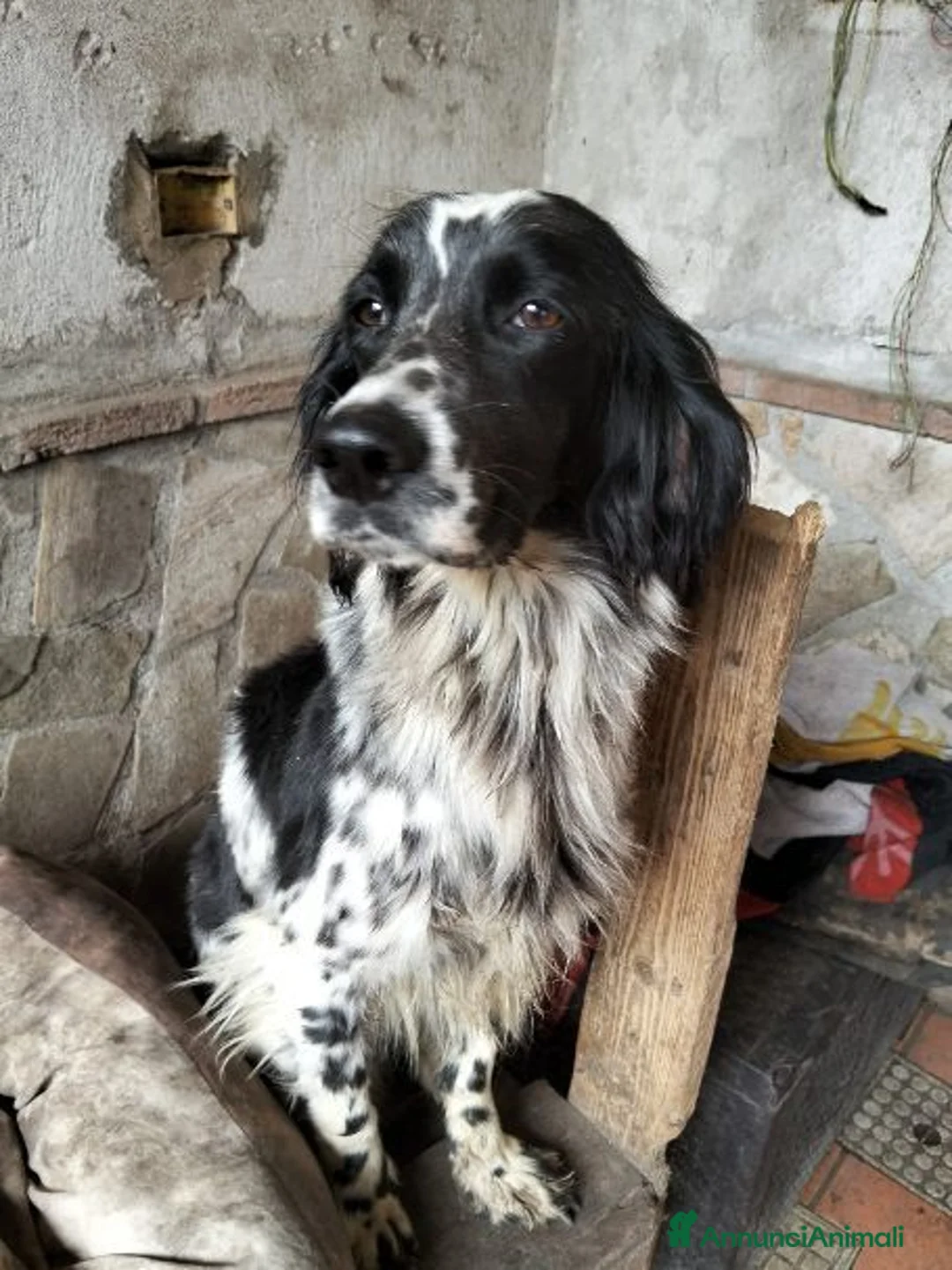 Setter Inglese cani in regalo: NORMA dolcissima - Annuncio 4