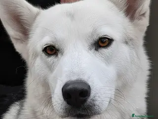 Meticcio cani Oscar bellissimo mix husky in adozione - Annuncio 8