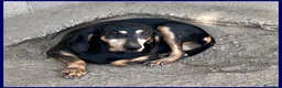 Meticcio cani in regalo: DAIMA tranquilla e buona - Annuncio 3