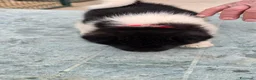 Akita Americano cani in vendita: Cuccioli Akita Americano  - Annuncio 16