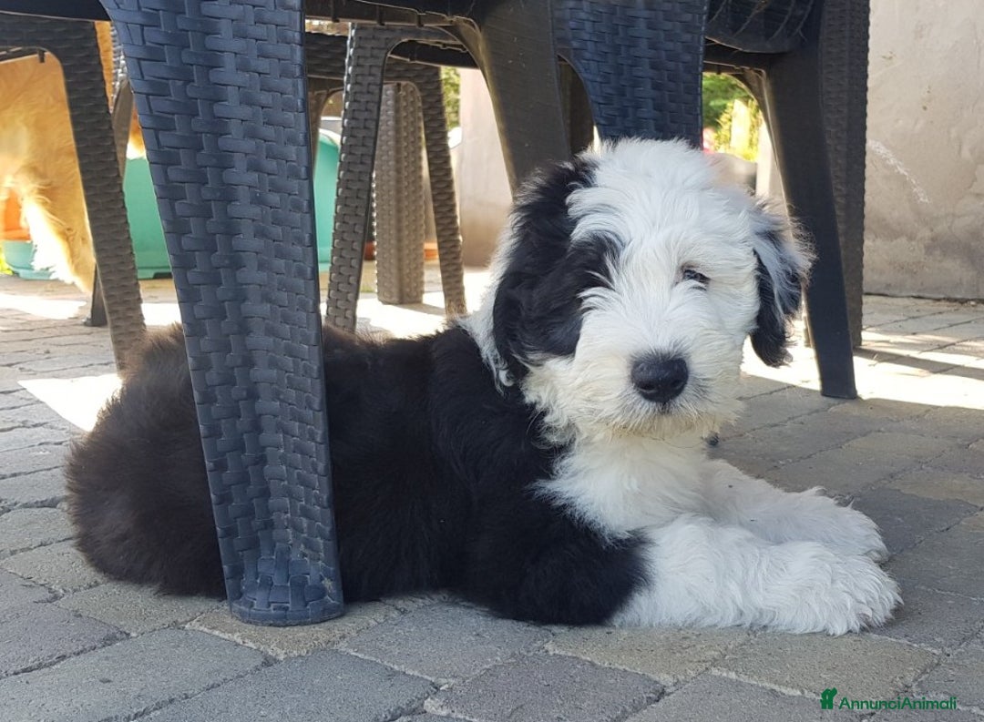 Bobtail cani in vendita: Cuccioli Bobtail - Annuncio 3