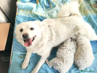 Volpino Italiano cani Volpino italiano - Annuncio 24