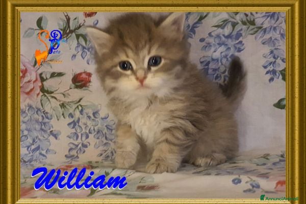 Siberiano gatti cuccioli gattini siberiani ipoallergenici - Annuncio 4