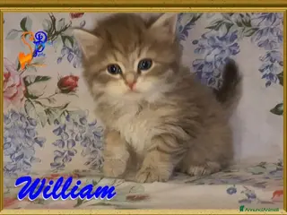 Siberiano gatti cuccioli gattini siberiani ipoallergenici - Annuncio 29