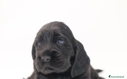Cocker cani in vendita: cuccioli di cocker spaniel inglese con pedigree a Città metropolitana di Roma Capitale - Immagine 1