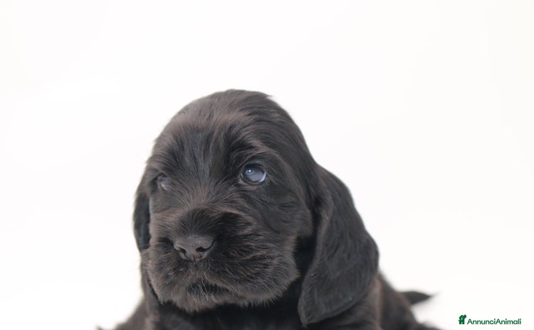 Cocker cani a Città metropolitana di Roma Capitale - Annuncio 5