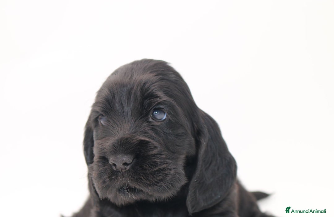 Cocker cani in vendita: cuccioli di cocker spaniel inglese con pedigree a Città metropolitana di Roma Capitale - Immagine 1