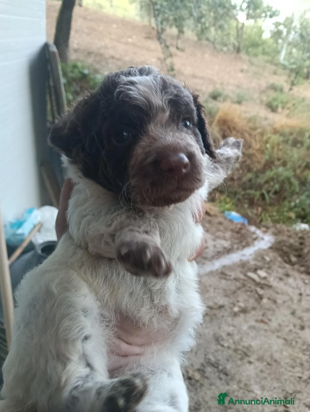 Lagotto cani in vendita:  CUCCIOLI DI LAGOTTO ROMAGNOLO CON PEDIGREE a Provincia di Isernia - Annuncio 9