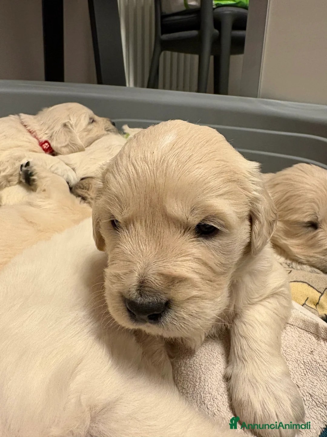 Golden Retriever cani in vendita: Cuccioli Golden Retriver linea inglese  - Annuncio 2