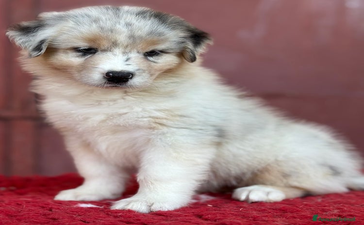 Australian Shepherd cani a Provincia di Vicenza - Annuncio 14
