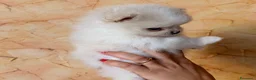 Volpino Pomerania cani in vendita: Cuccioli di Pomerania nano  - Annuncio 21