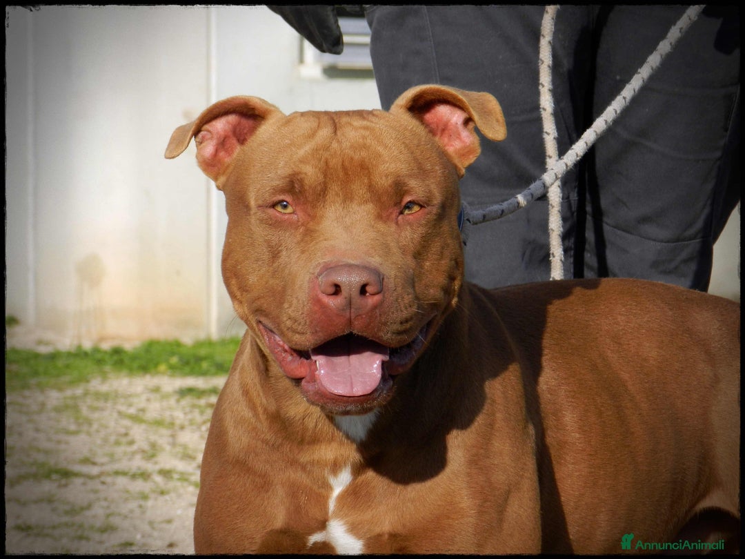 Pitbull cani in regalo: Pasha pit superbravo a Città metropolitana di Milano - Immagine 8