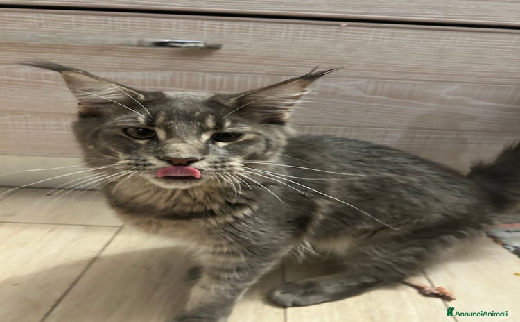 Maine Coon gatti a Provincia di Brindisi - Annuncio 3