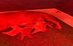 Bulldog Francese cani in vendita: Bulldog francese  - Immagine 2